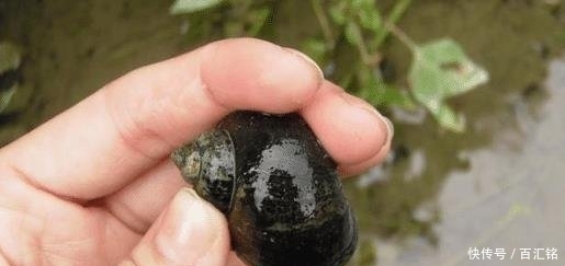 「吃货」中国吃货无能为力的福寿螺,到底是被谁消灭的