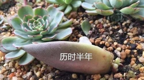 毕竟@碰上这种多肉,直接分株吧,毕竟是圈里出名的叶插老大难