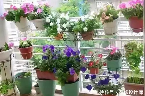 「有花赏」她用一年时间,把阳台变成小花园,四季有花赏,邻居看了都羡慕