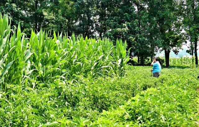  [蔬菜]农民种植一种“最赚钱的蔬菜”，辣味十足，2亩收入20000