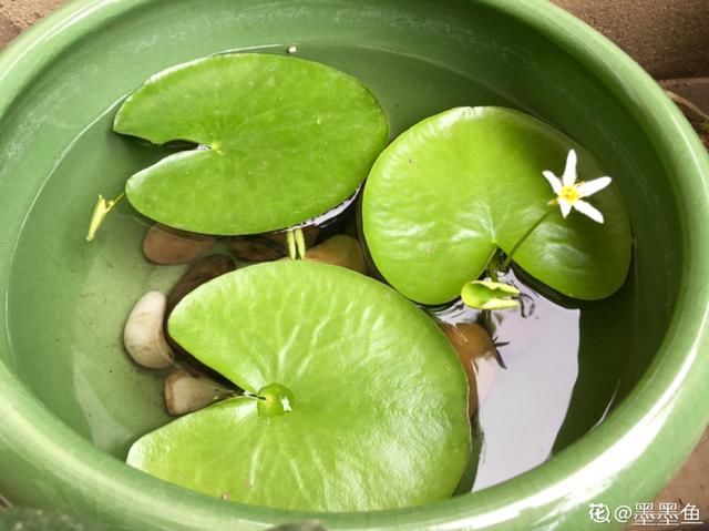  『简直』只用水不用土的植物，一片叶子就开花，简直太神奇了！
