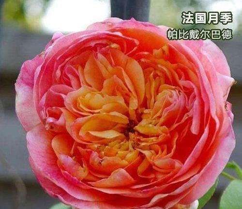  『优良』喜欢菊花，不如养“优良月季”戴尔巴德，花型大气，丰腴婀娜！