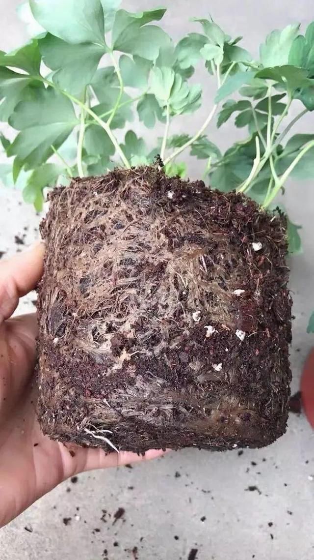  长达：这花名字土掉渣，开花却特美，花期长达3个月
