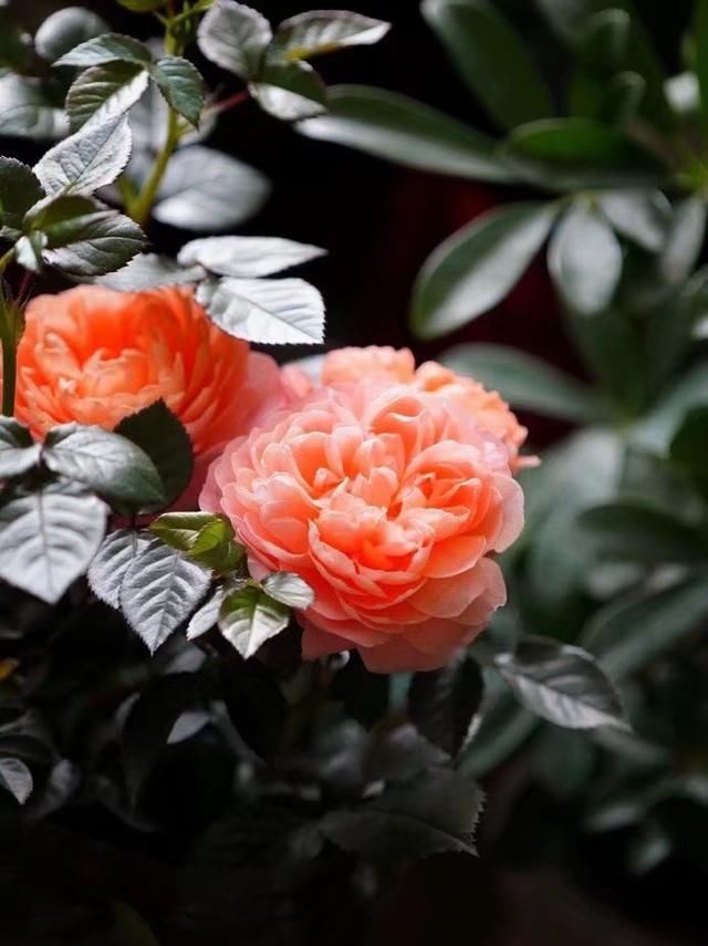 『花开』散文：此花无日不春风