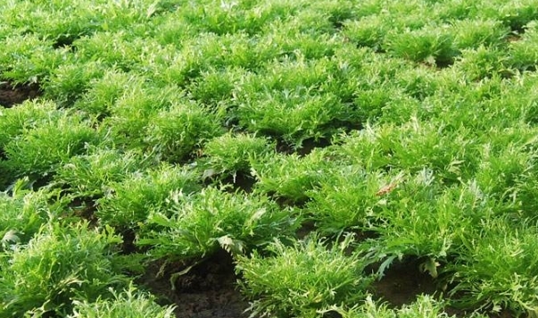 田地里常见的野草，如今不少人采摘或种植，是上好野菜，一斤9元