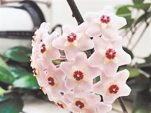  漂亮@这两种花，一节枝条能种活，耐阴耐寒，开花多又漂亮，爬藤满阳台