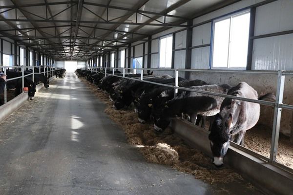 黑毛驴养殖合作