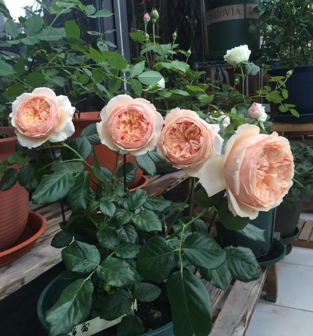  #图片作者#有一颗爱花的心，就算只有个封闭小阳台，也能养出一片花海！