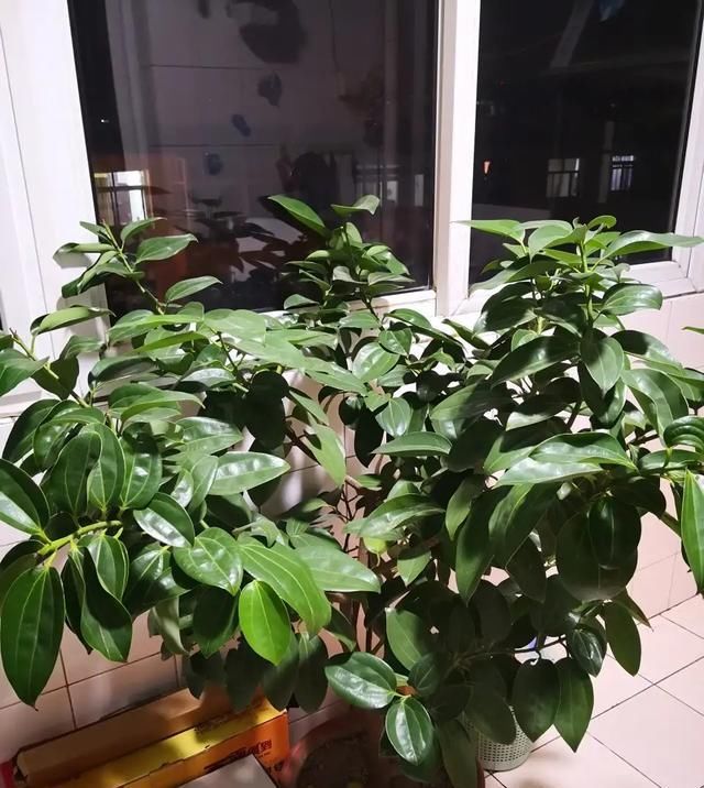  [发财树]房间里就养“6种花”,好看好养净化空气,一盆变多盆,省钱省力