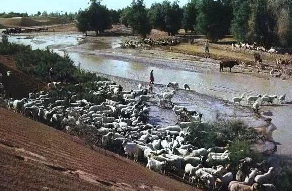 一组记录上世纪七十年代人民公社开展生产运动的珍贵老照片