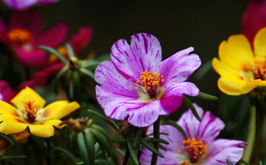  太阳花@3盆“5月花”，多少养一盆，有光照就开花，花朵一百接一百