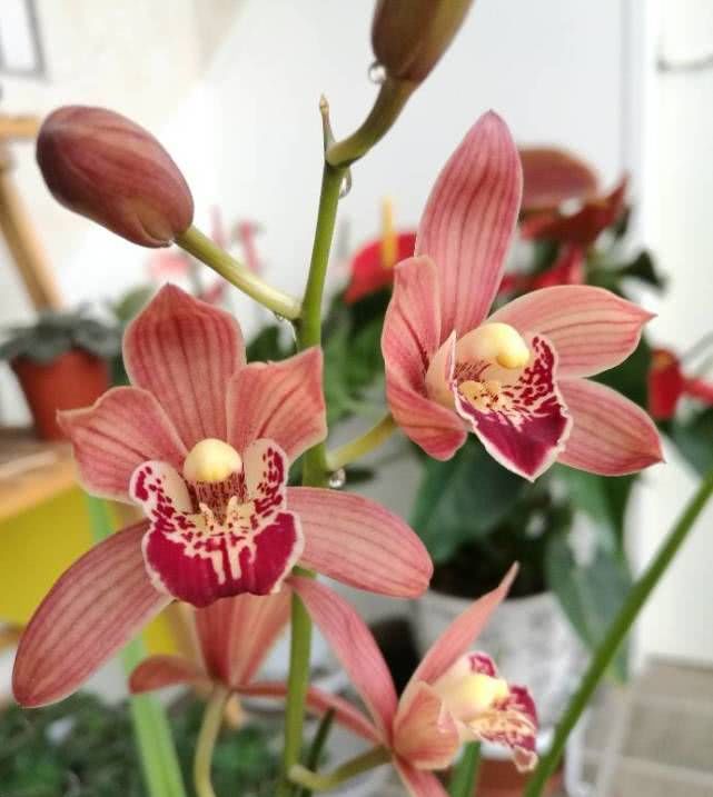  新手■最适合新手养的兰花，培育简单易养活，花开“香飘十里”让人心醉！