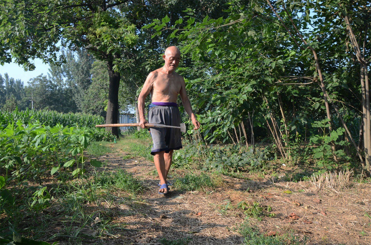 农村七旬老人植桑制杈50年，一年做五百杆桑杈，感叹手艺要消失