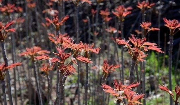  农民■“天价香椿”的背后，农民赚的盆满钵满？老农4句话，点醒