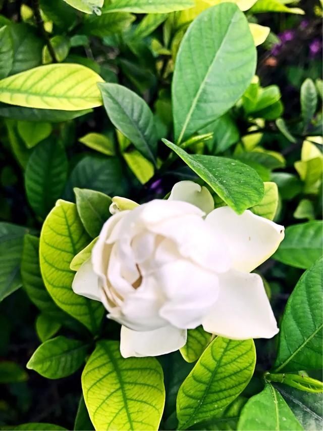 清香■洁白清香的栀子花