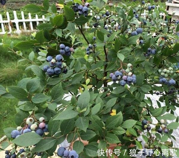 『蓝莓』阳台种蓝莓,几个小绝招,一串花一串果,一盆一百多