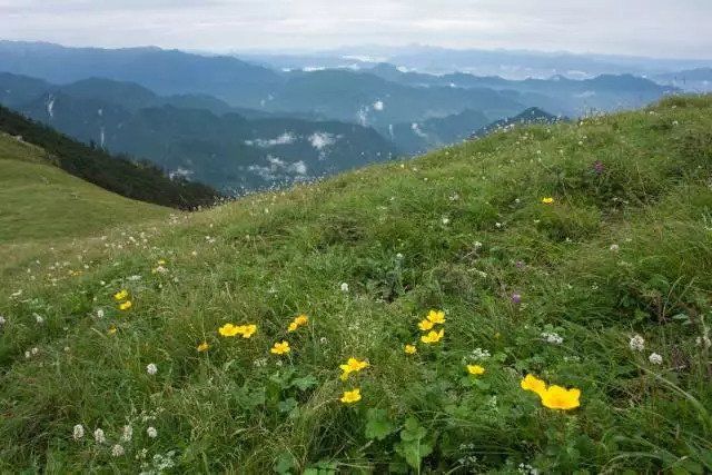 霸气羚牛哥，“奶凶”熊猫姐，神奇动物在这里!