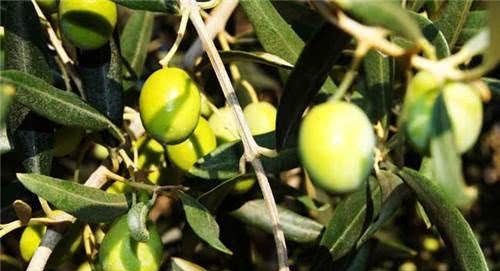  『营养』它入口苦涩，却越嚼越甘甜，是重要的药材，是农民的“致富果”！