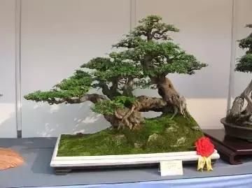 盆景展 ,美美美 !