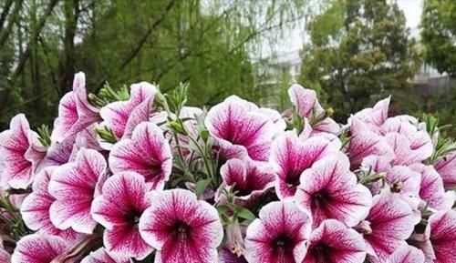 『家里』这“3种”花,一年四季都开花,家里养几盆,让你全年有花可赏!