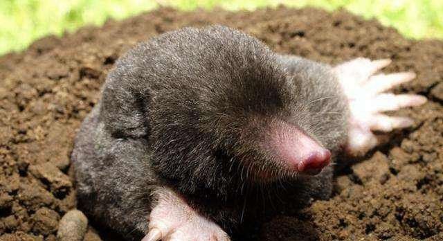 农村田里“地爬子”泛滥，怎么办？农村老农用了3招轻松解决