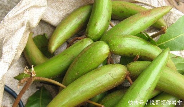  『有大』果实似羊角，外形独特，人称“断肠草”，遇到别去摘，全株有大毒！