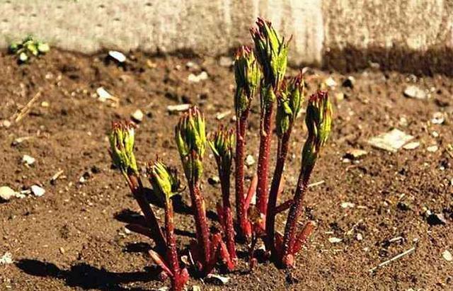 芍药|芍药花开艳丽,芍药的根有什么作用呢?