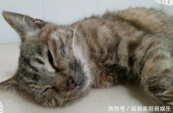 病毒感染会出现