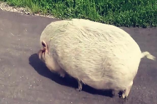奶奶养了一头猪舍不得吃，8年后儿子进猪圈，眼前一幕令人懵了