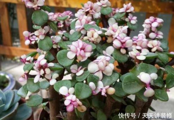  富裕：这3种树放在家里养，株型美观，一盆上万，越养越“富裕”！