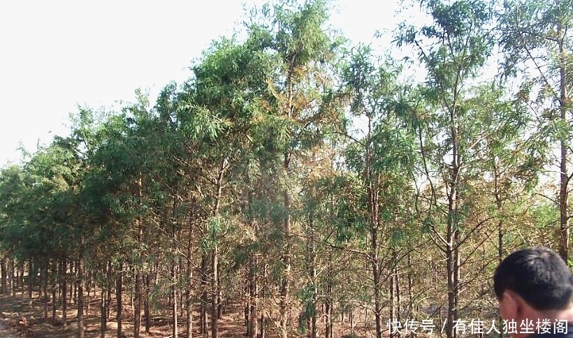 农村爷爷不种庄稼改种树，光卖树皮年利润几十万，啥树皮那么值钱