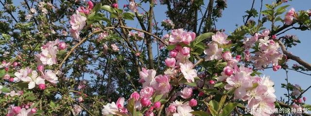 「丁香」海棠花、丁香、紫荆、桃花都开了,焦作这儿有1棵桃树开2色花