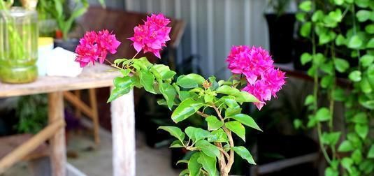 「三角梅」家有三角梅，勤喷“1种水”，花芽长得快，花比叶还多！