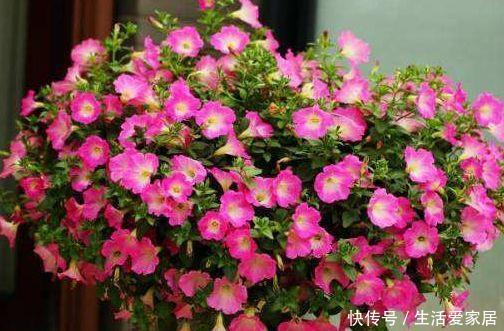 【花型】喜欢玫瑰，不如养盆“珍品名菊”唐宇傲雪，花型饱满，素雅高贵！