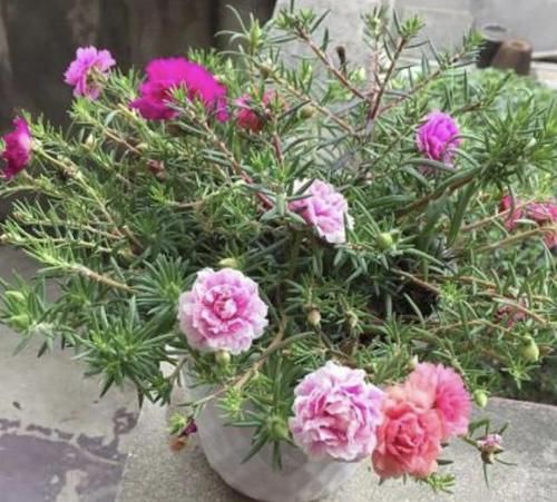 『花苞』花苞多的“3种花”,种花盆里就“成活”,养1个月冒花朵,太美