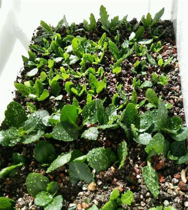  扦插：想要几盆新的长寿花，春天剪几片叶子来扦插，生根快好成活