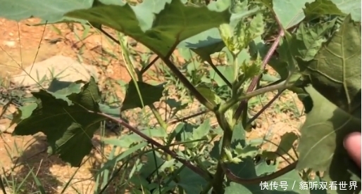  [这一种]农村常见的“耳朵草”过去农民当害草，市面卖50元一斤