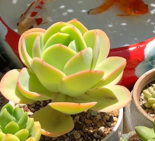  『叶片插入』多肉植物繁殖不发芽？教你选择健康的叶片，轻松长根出芽！