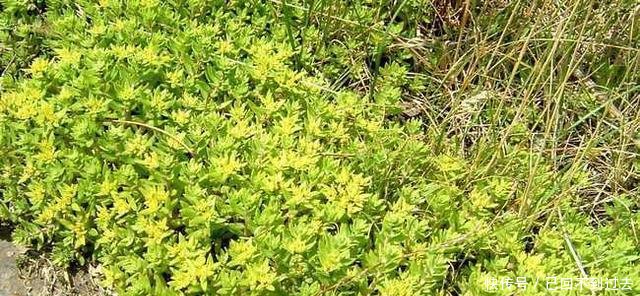 在农村看到这种菜一定要摘一些回去给老人吃, 商场卖的可比肉贵