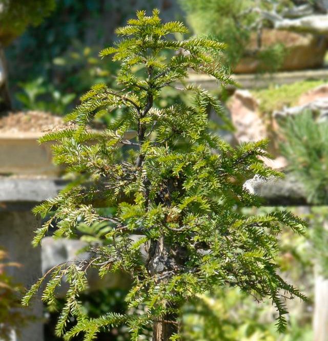  耷拉的现象|夏天盆栽红豆杉叶子容易耷拉？详解解决办法，叶子挺立才容易开花