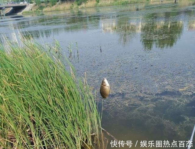  野生鲫鱼|草洞守钓鲫鱼，交配时期作钓鲫鱼方法，钓获20多条金黄色的鲫鱼