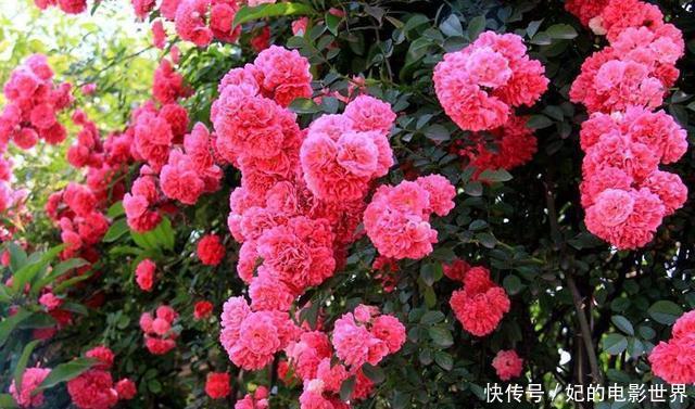  『被誉为』此花再贵，也要种两株，被誉为我国最香花卉，家中栽两株，香香哒