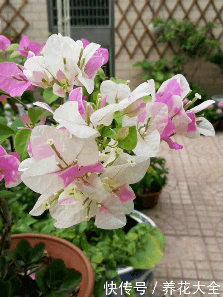 这3种花,家里要是有1棵,给多少钱都不卖!