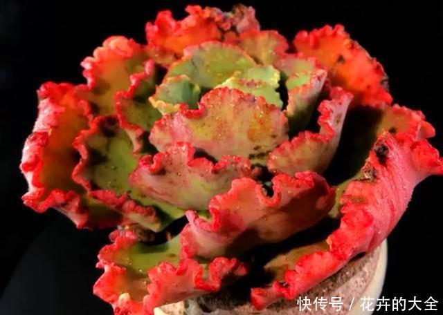  『包菜类』迷人的多肉舞会红裙，养护注意关键5点，红边明显，光彩照人
