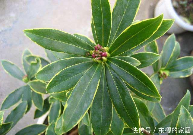 富贵@在家养花,就养3种“招财花”,天天好运来,富贵人家都会养!