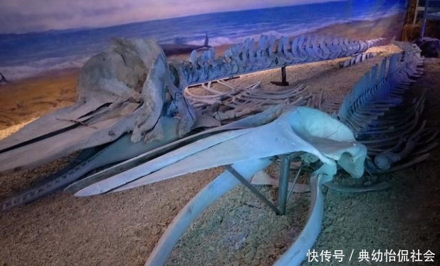 无需舍近求远，在福州也能看到海洋巨大生物的骨骼标本