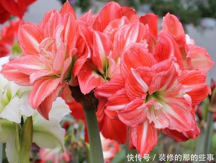  「家里」3种花“旺运又招财”，养家里鸿运当头、吉星高照，日子越过越好
