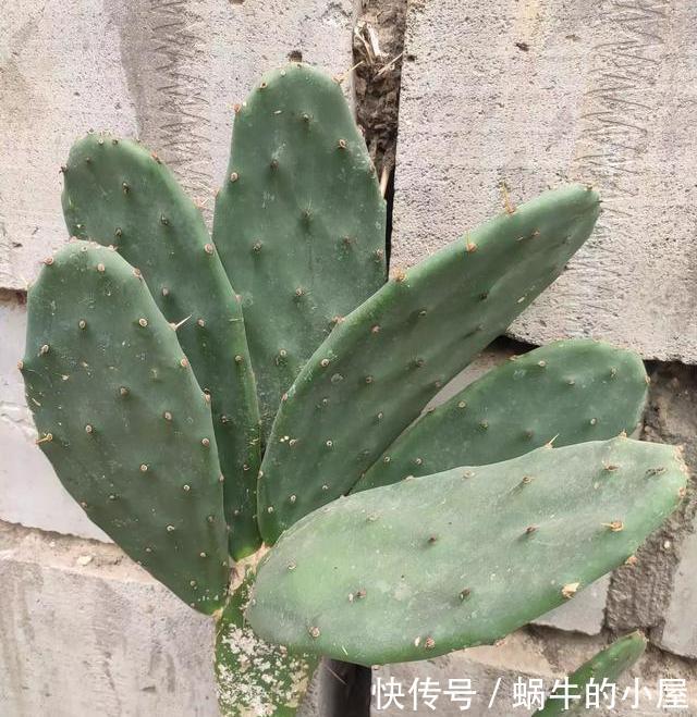  个个：仙人掌养得干瘪瘦弱？小花匠用这方法，个个掌片半米长，宽大肥厚