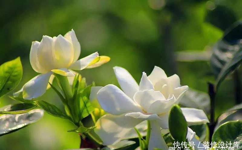 栀子花@花卉种植技术:水培栀子花什么时候开,如何管理水培栀子花?