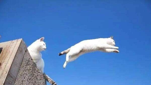 # 智者#猫咪的八大谣言，谣言止于智者，请理智对待猫咪，切勿模仿，辟谣